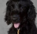 2013 Picture Your Pet. Photo by Jim McKinley Photography.