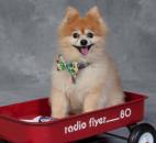 2013 Picture Your Pet. Photo by Jim McKinley Photography.