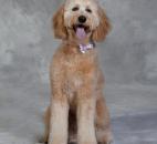 2013 Picture Your Pet. Photo by Jim McKinley Photography.