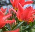 (Submitted by Andria Maus)