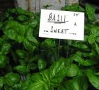 Sweet basil is one of the most popular types of basil, but the Settlers sale also features lettuce leaf basil, red ruby basil, cinnamon basil and more.