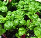 If you have basil plants that need to be picked and you can’t use them right away, just place the basil in water and it will root. When you pick one leaf of basil, two grow back. This herb needs to be picked frequently for best results.