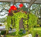 (Submitted by Beverly Hart)