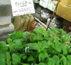 If you have a cat, catnip is a lot of fun for your furry friend. 