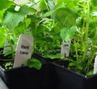 Catnip is considered an ornamental herb. While it’s not seen as a culinary herb, some people like it for tea and other infusions. 