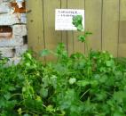 Cilantro is a must for any Mexican or Asian dish.  However, some think cilantro has a soapy flavor.