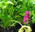 Cilantro tends to grow very quickly in hot weather. You have to pick it often to keep the plant going. However, once cilantro goes to seed, you have coriander. 