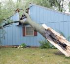 Work men reove a tee that fell into a house at the corner of Maplecrest and Monarch Dr. (photo by Keith Hitchens)