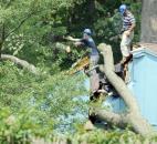Tree into house at the corner of Maplecrest and Monarch Dr. (photo by Keith Hitchens)