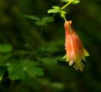 (Submitted by Denny Beck)