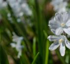 (Submitted by Elizabeth Evans)