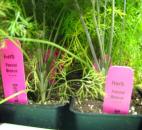 Fennel is more for a specialty garden because of its unique taste of licorice. 