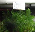 Fennel is very prolific. It will go to seed and spread all over the garden, which makes it a nice ornamental ground cover.