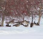 A gaggle of geese eat from a tree in Northside Park outside the Fort Wayne Parks & Recreation Department's main office. (Photo by Mason Kirchubel)