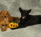 Picture your pet 2012