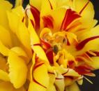 (Submitted by Karen O'Neal)