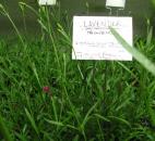 From lavender-infused sugar water to lavender cookies, this traditional herb can be used in various ways. It is also a natural bug repellent. While lavender is great for drinks and treats, it also can freshen up a room or linen closet. Just gather a bouquet of lavender and tie it with a string to store in linen closets or bathrooms. 