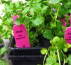 You have to be very careful with mint because it spreads so easily. Many recommend putting it in a container. Mint also repels ants.