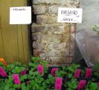 Oregano is one of your basic Italian herbs, which is good to use in homemade sauces. 