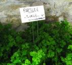 Parsley is the original breath freshener, which is why you will see it as a garnish on dishes at restaurants. 