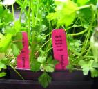 You can keep parsley in the refrigerator in a sealed glass jar for a long time because it keeps its own humidity. 