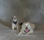 Two dogs pose for the annual Picture You Pet event for the Three Rivers Festival. (Photo by Jaclyn Goldsborough)