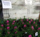 Here is prostrate rosemary, which is different than the traditional bushy rosemary. It’s great to use for topiary.