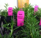 Rosemary is great to use with meats. You can even use the rosemary wood as a skewer for kabobs. 
