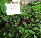 Sage is a perennial and it does get very leggy, so you need to keep using it and cutting it back.