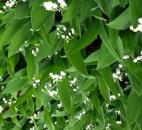 (Submitted by Sandy Cooper)