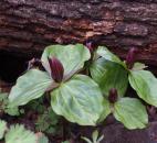 (Submitted by Sharon Long)