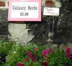 Thyme is great for everything from meats to cookies. Thyme is very easy to grow, and you can use it as a stepable ground cover in your yard.