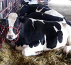 Cows wait their turn to hit the auction block during Monday’s Allen County Fair auction. (Photo by Paige Chapman)