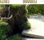 A tree near the Madge Rothschild Pavilion in Headwaters Park Wes pulled up a section of sidewalk as it fell in Friday’s storm.  (Photo by Lisa Esquivel Long)