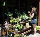 A visitor looks at the plants for sale at the gift shop of the Sarah P. Duke Gardens at Duke University in Durham, N.C.  (Photo by Lisa Esquivel Long of The News-Sentinel) 
