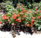 Cinco de Mayo roses grow in the Mary Duke Biddle Rose Garden of the Sarah P. Duke Gardens in Durham, N.C.