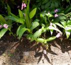 Chocolate Chip bugleweed grows in the Walker Dllard Kirby Perennial Allee in the Sarah P. Duke Gardens in Durham, N.C.  (Photo by Lisa Esquivel Long of The News-Sentinel) 