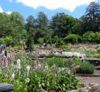 A pergola entwined in wisteria stands atop the terrace gardens in the Historic Gardens at the Sarah P. Duke Gardens in Durham, N.C. Make your way past these beds filled with foxglove, alium oriental onion, and numerous other plants.  (Photo by Lisa Esquivel Long of The News-Sentinel) 