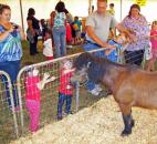 2014 Allen County Fair