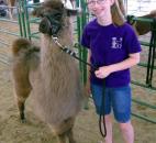2014 Allen County Fair