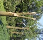 Trees stripped of their branches line (Photo by Lisa Esquivel Long)