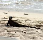 Be prepared to share the beach with iguanas in St. Thomas. Don't worry - they'll mind their own business, as long as you mind yours. And please don't feed them. It makes the aggressive. (Photo by Cindy Larson of The News-Sentinel)