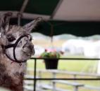 One of Debbie Roth’s llamas waits patiently in its pen to be tended to at the Allen County Fair. Roth owns 23 llamas. (Photo by Wes Young)