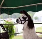 A llama owned by Jenny Pierce and Jane Wells takes a break from feeding at the Allen County Fair. Hailey Byall, 12, helps take care of the llamas at Wells’ Wild and Woolly farm. Byall says that llamas do spit when they are angry, but usually not at people. "They get their bad name from camels," she said. (Photo by Wes Young)