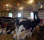 Jeremy Ternet takes care of his uncle Tony Koeneman’s dairy cows at the Allen County Fair. Koeneman had five cows in the show. (Photo by Wes Young of The News-Sentinel)