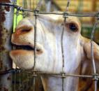 Rango the goat tries to make a meal out of a fence bolt at the Allen County Fair. Owner Tim Jordan said Rango is a Nubian dairy goat. (Photo by Wes Young of The News-Sentinel)