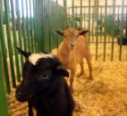 Two little goats play at the Allen County Fairgrounds on Carroll Road. (Photo by Wes Young of The News-Sentinel)