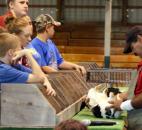 Participants in the Allen County Fair rabbit show watch as show judge Tom Berger inspects a contestant for imperfections. 4-H board member Shawn Parker said more than 260 rabbits were shown Tuesday. (Photo by Wes Young of The News-Sentinel)