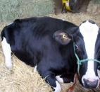 A cow lounges at the Allen County Fair. (Photo by Wes Young of The News-Sentinel)