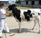 Garret Ternet, 11, practices walking his Holstein calf Wednesday morning in preparation for the Allen County Fair Dairy Show that afternoon. Ternet said his calf needed to work on not "side stepping." (Photo by Wes Young of The News-Sentinel)